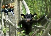 manda yuva yapmış sögüt dalına vergi direnç veriyedair